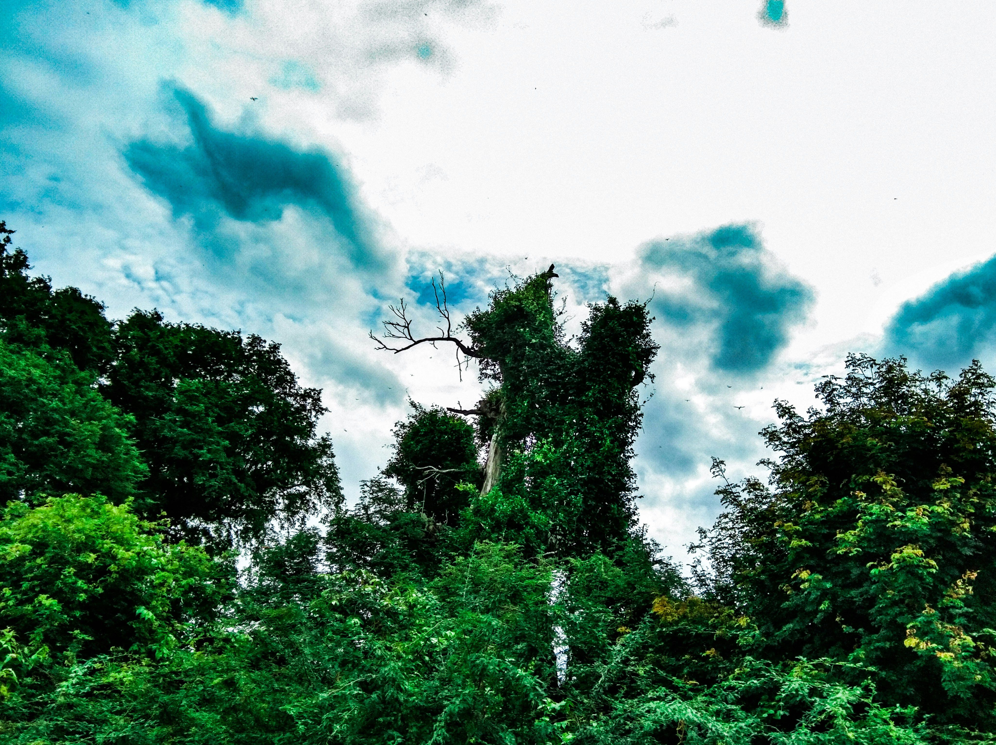 The Monsoon Diaries