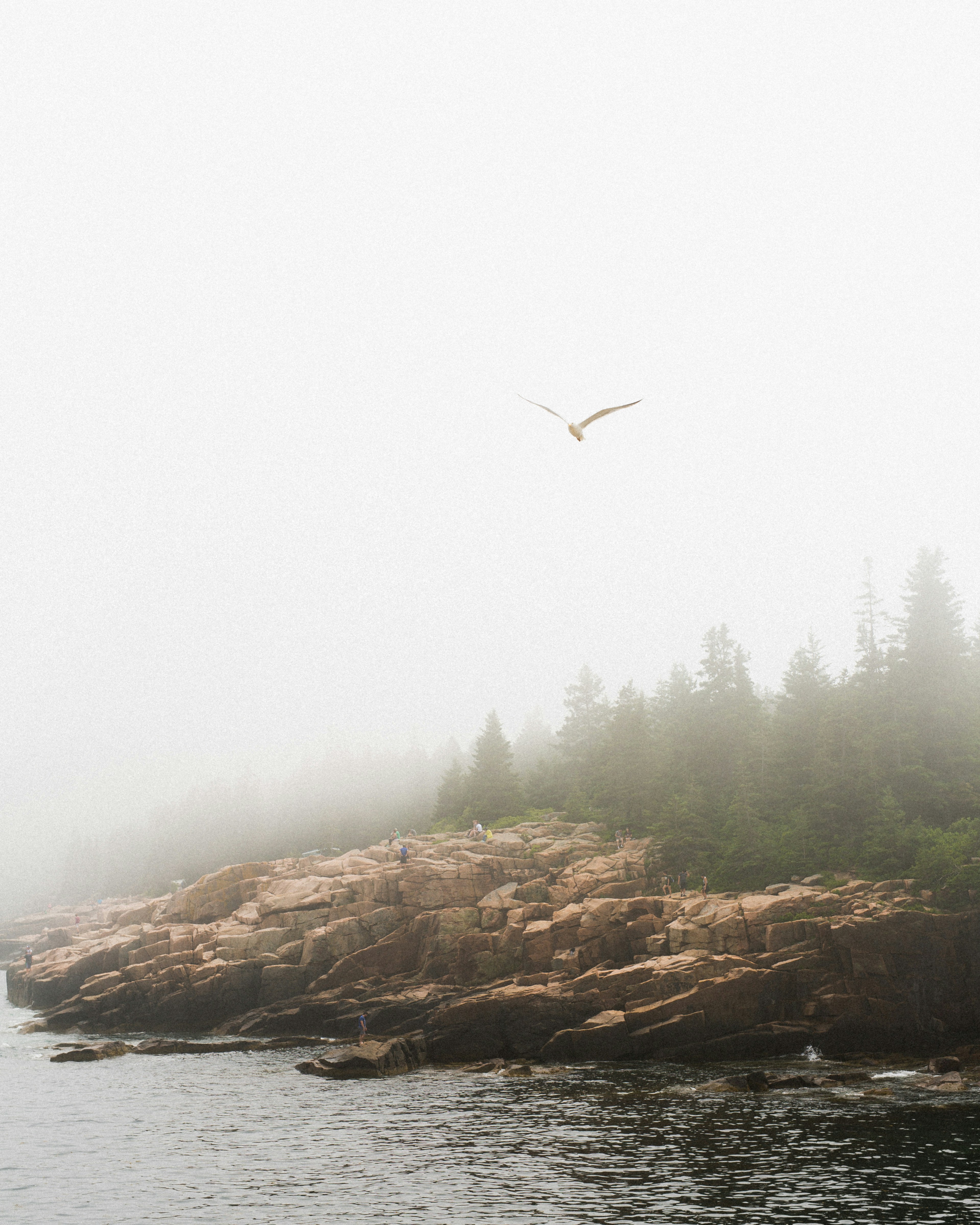 bird & fog
