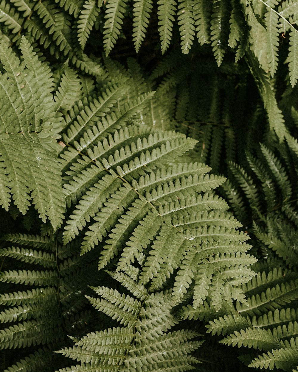 green ferns