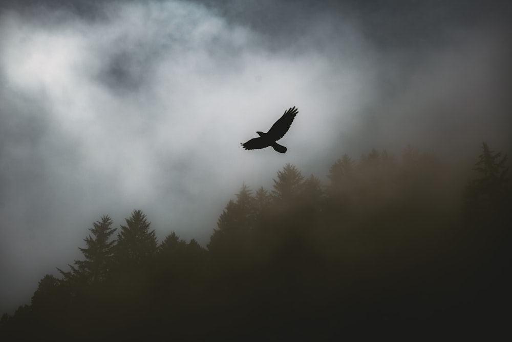 bird flying above the tree silhouette