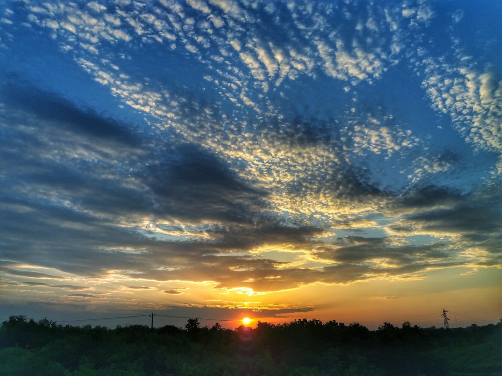 silhouette of trees during sunrise