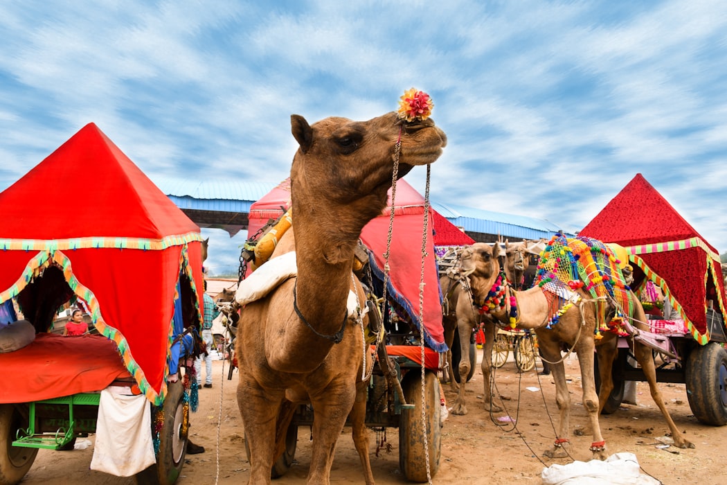 Camel ride in Rajastan