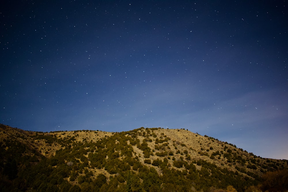 a hill covered in trees under a night sky