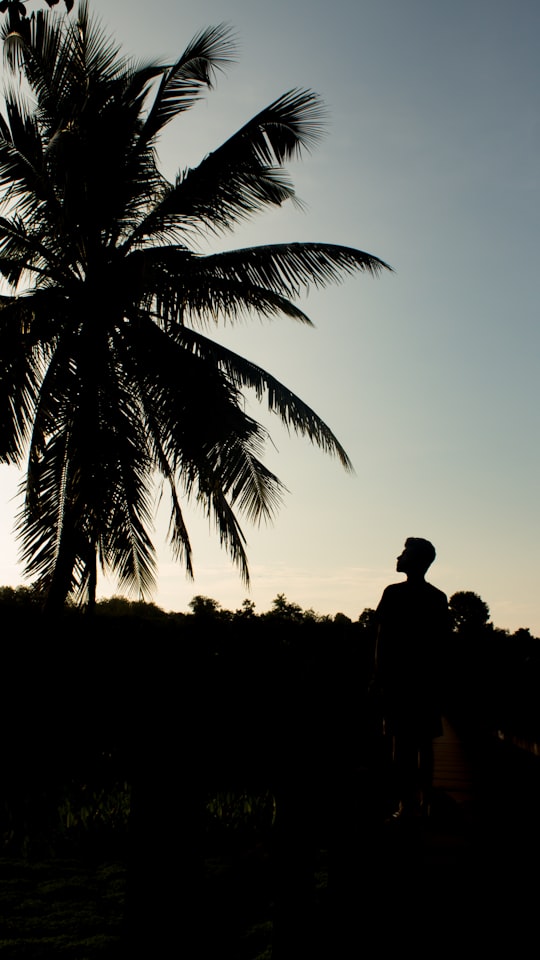 silhouette of man front of palm tree in Trivandrum India