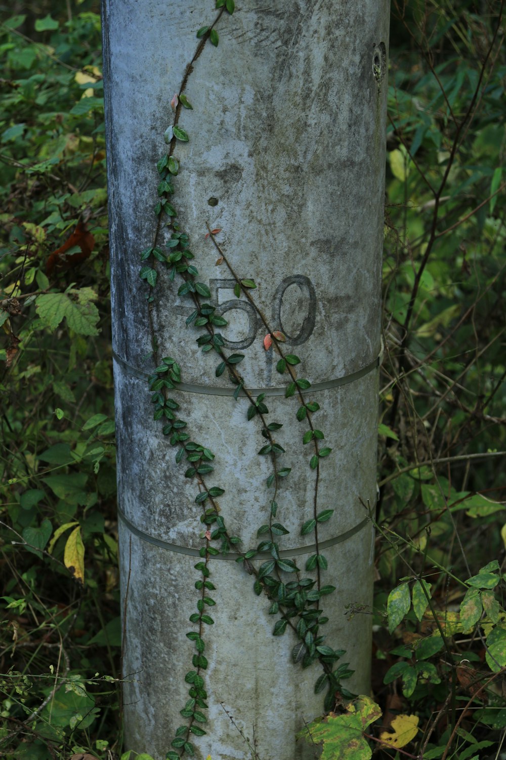 grey telephone post