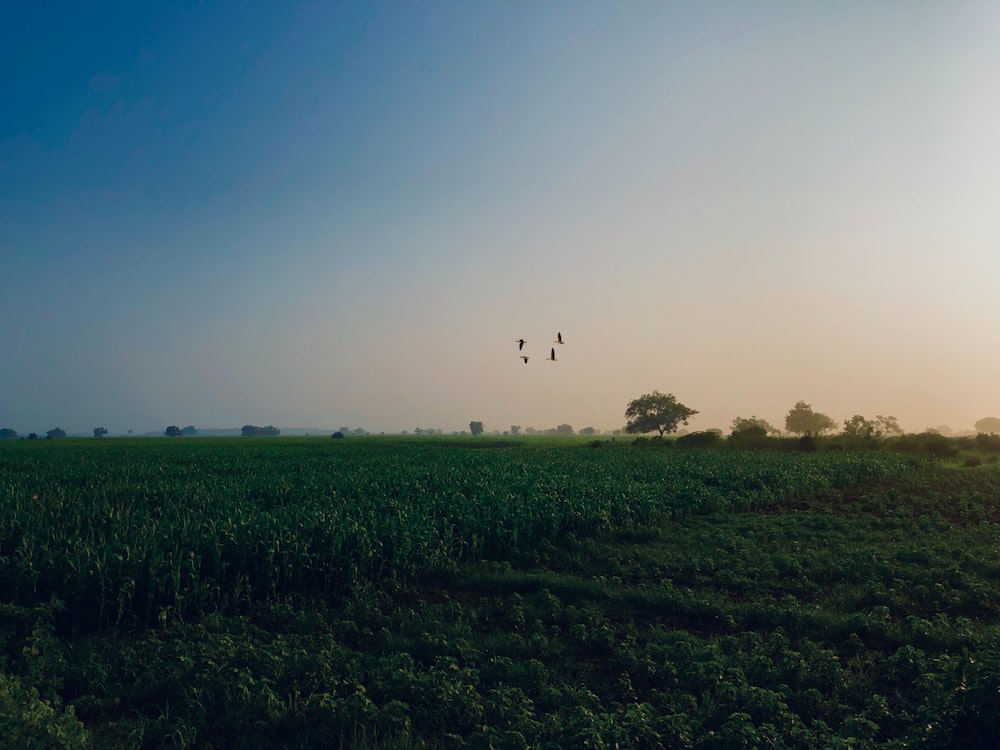 green fields under clear blue sky during daytime