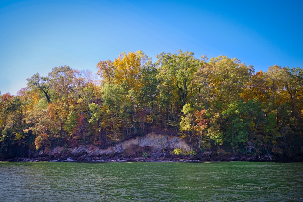 green trees beside body of water during daytime