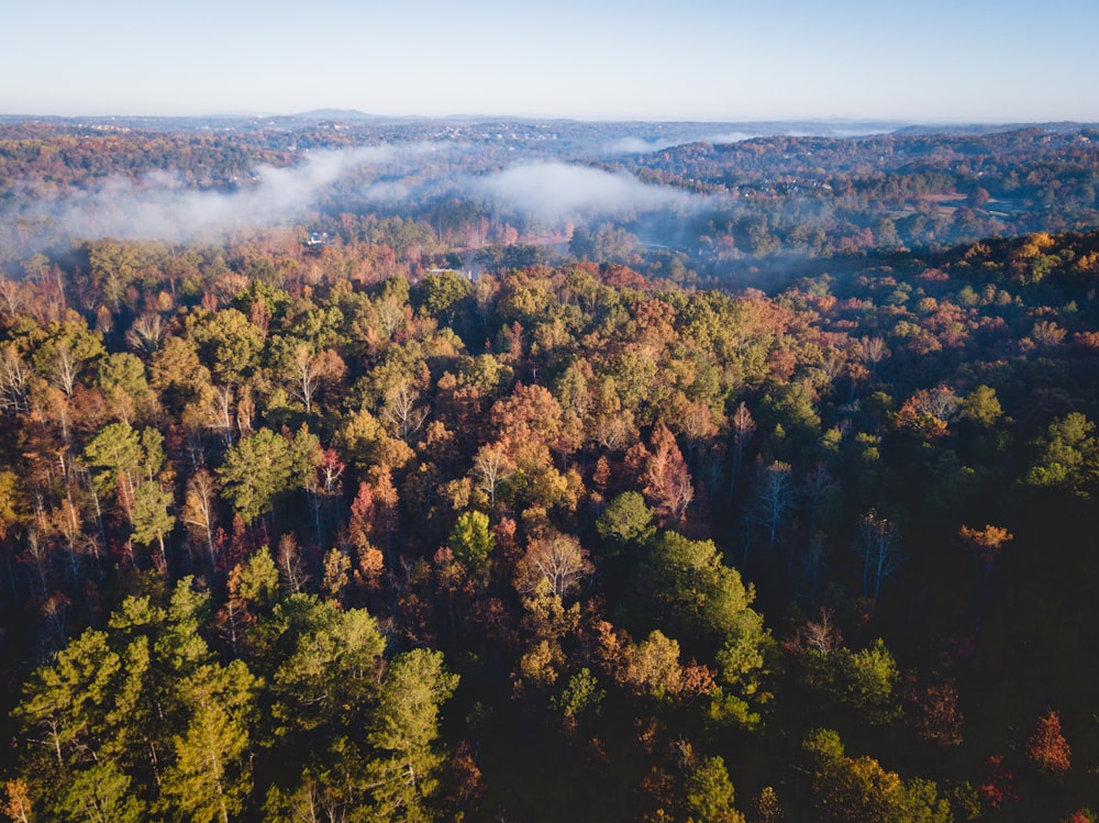 aerial view of green trees