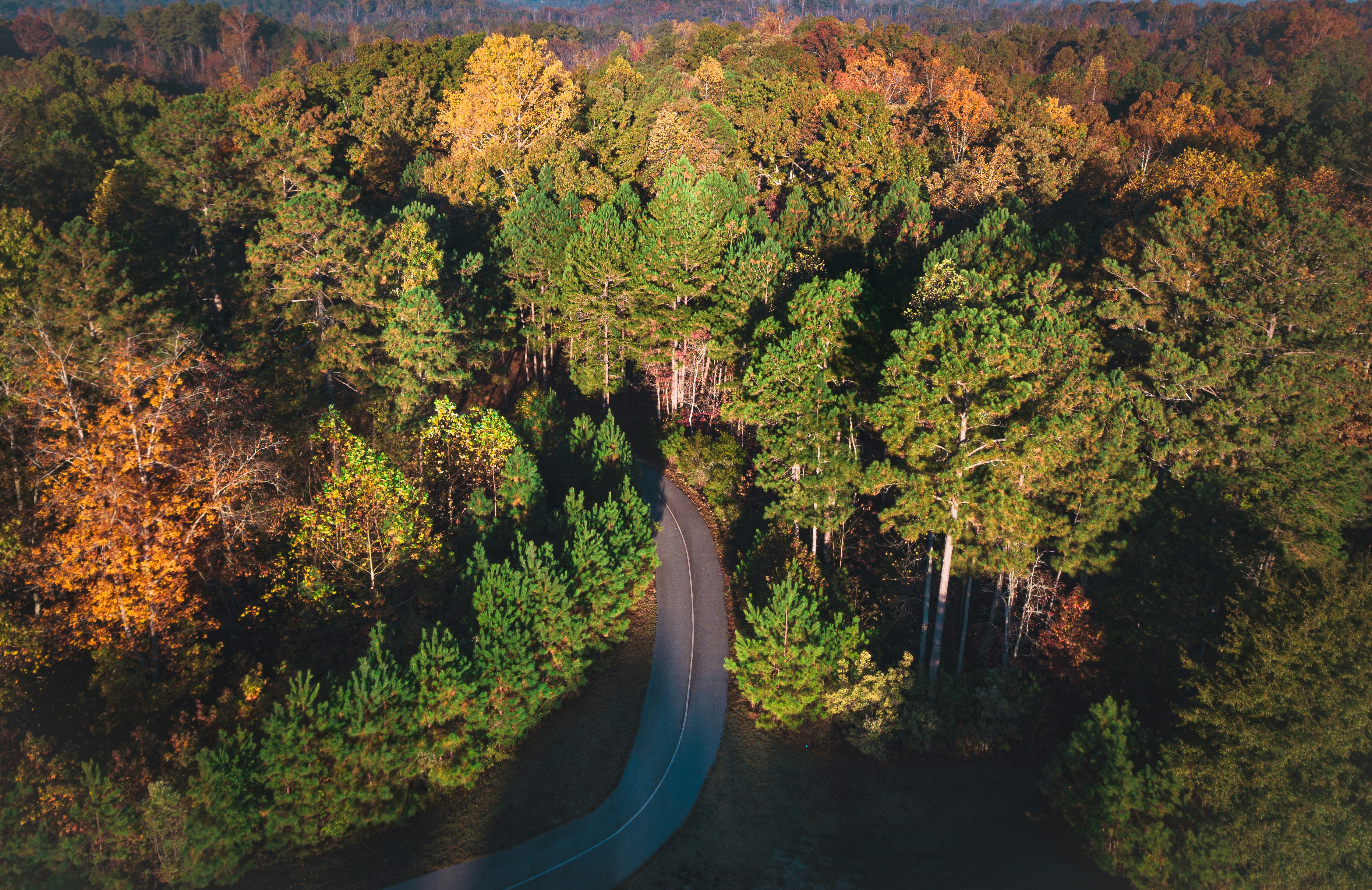 green-leafed trees during daytime, 