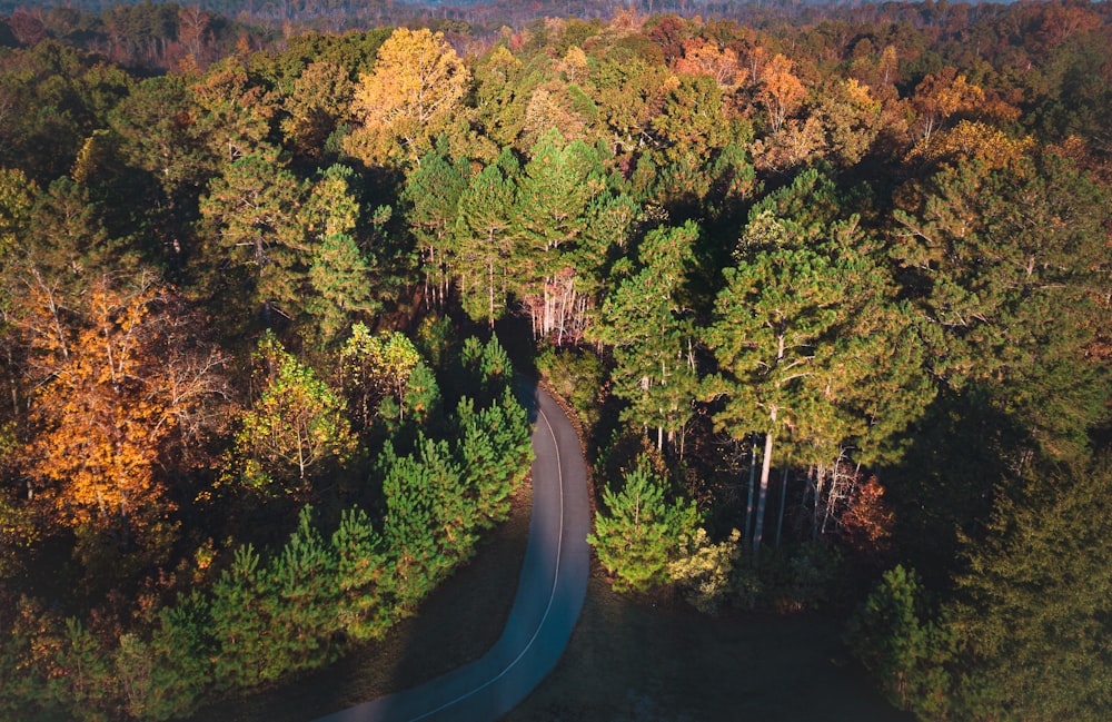 green-leafed trees during daytime