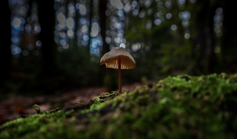 un fungo seduto in cima a un suolo della foresta coperto di muschio