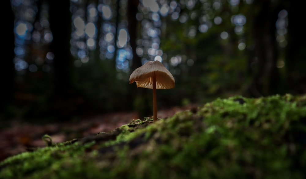 a mushroom sitting on top of a moss covered forest floor