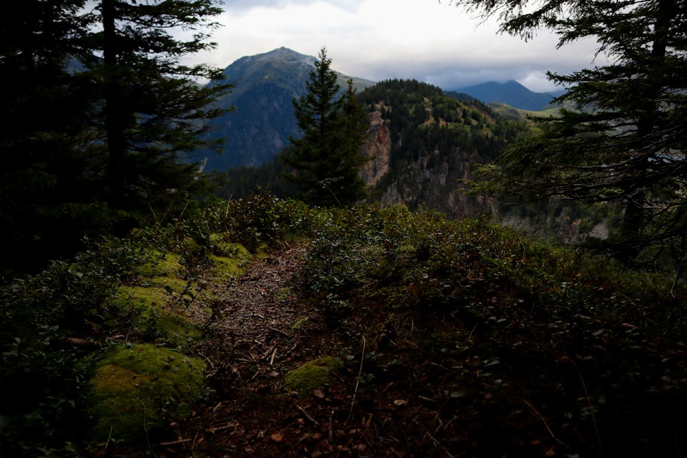 trees on mountain during daytime