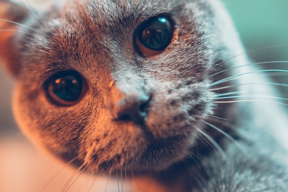 macro photography of gray cat