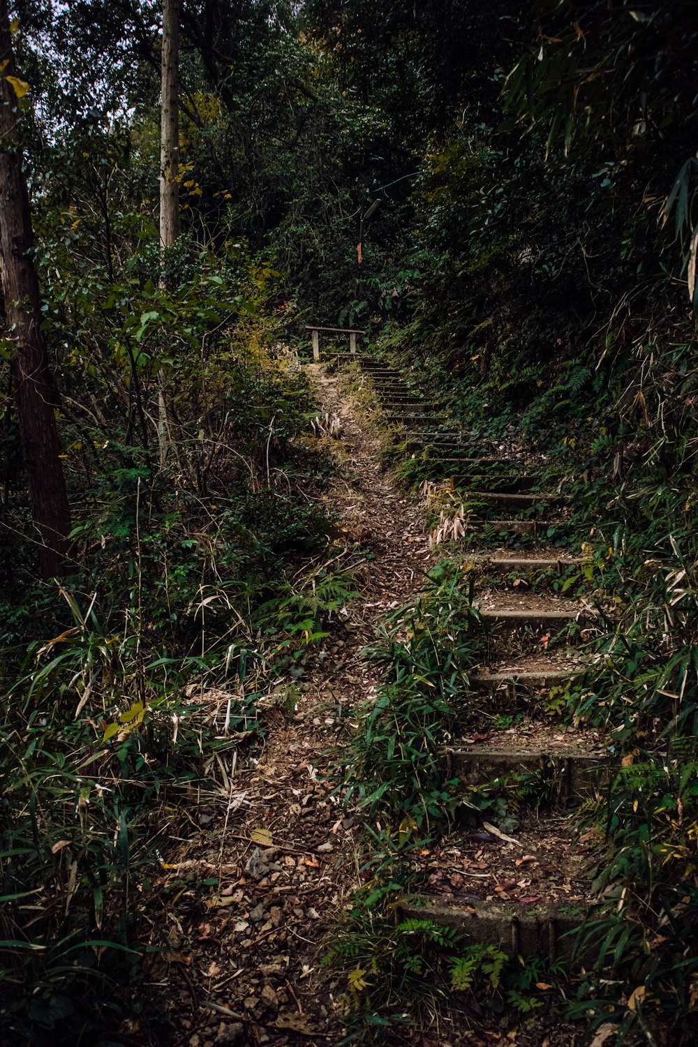 stairs near green trees