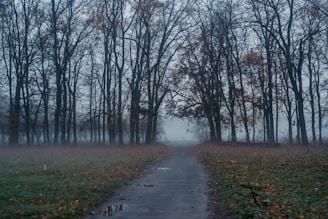A foggy forest path at dusk with bare trees silhouetted against a darkening sky.