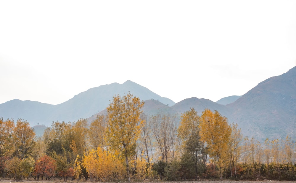 orange trees near mountains under white sky