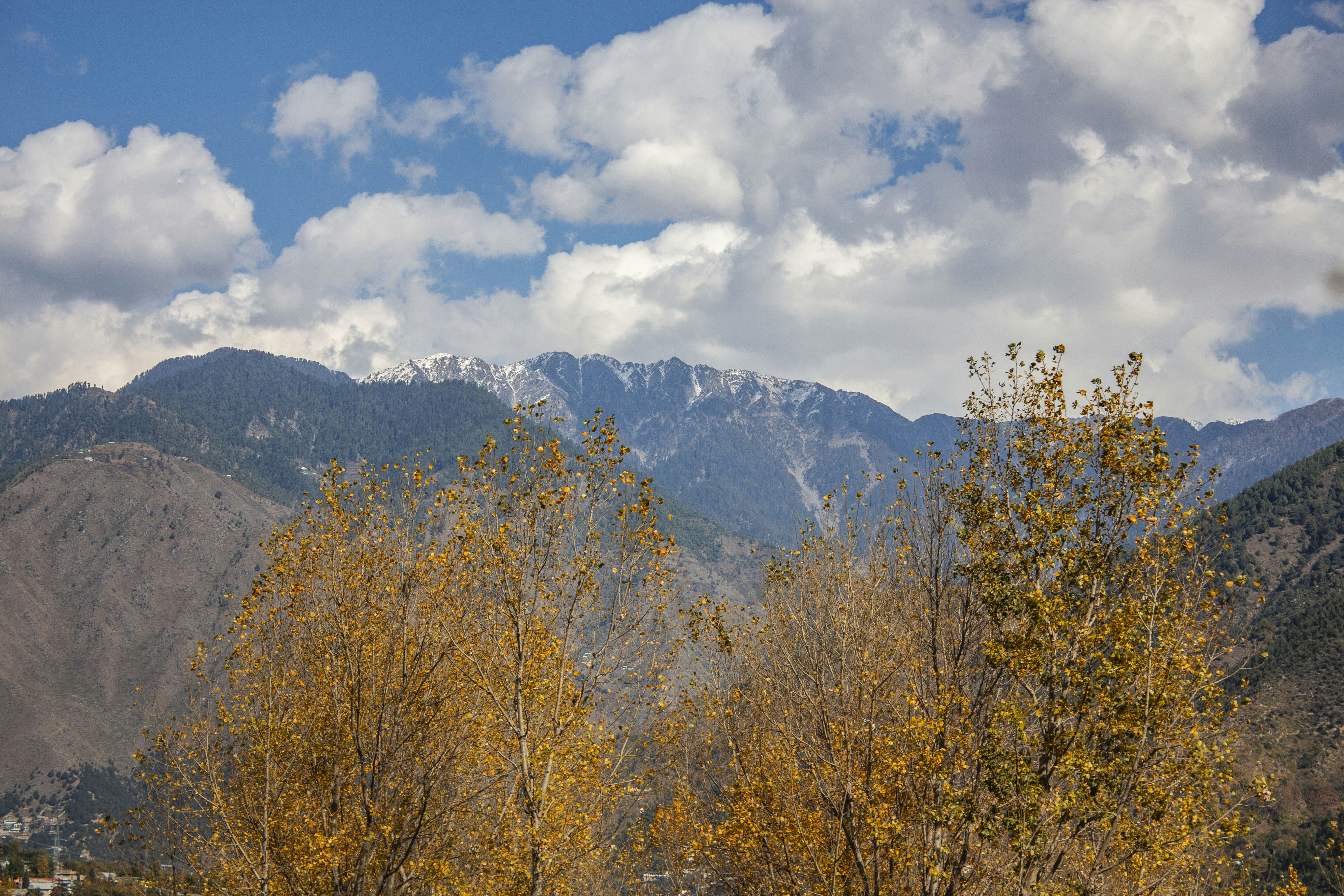 árvores de folhas marrons sob nuvens brancas
