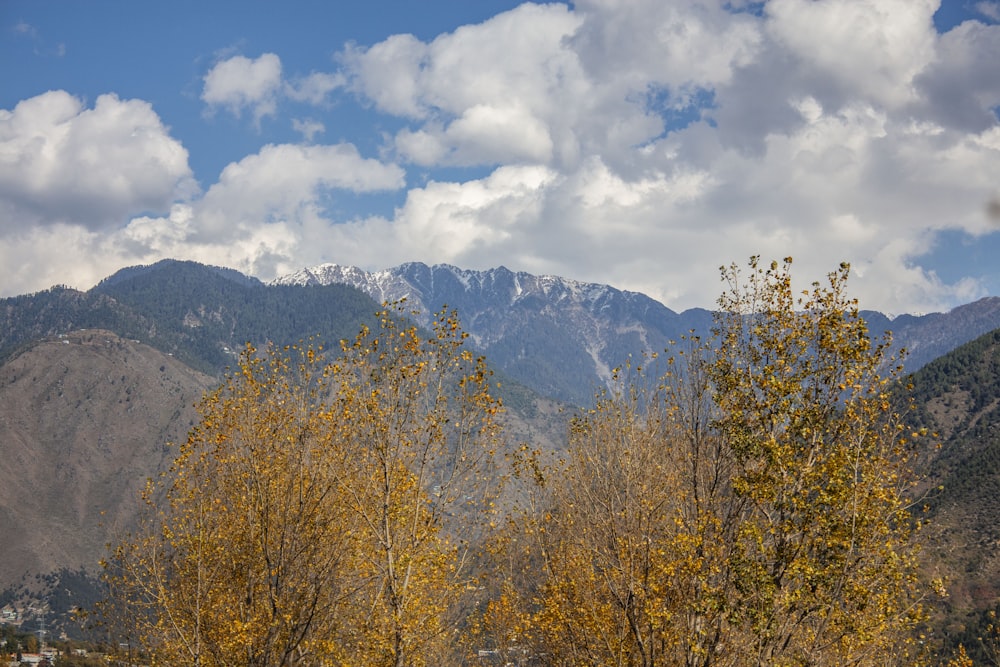 brown-leafed trees under white clouds