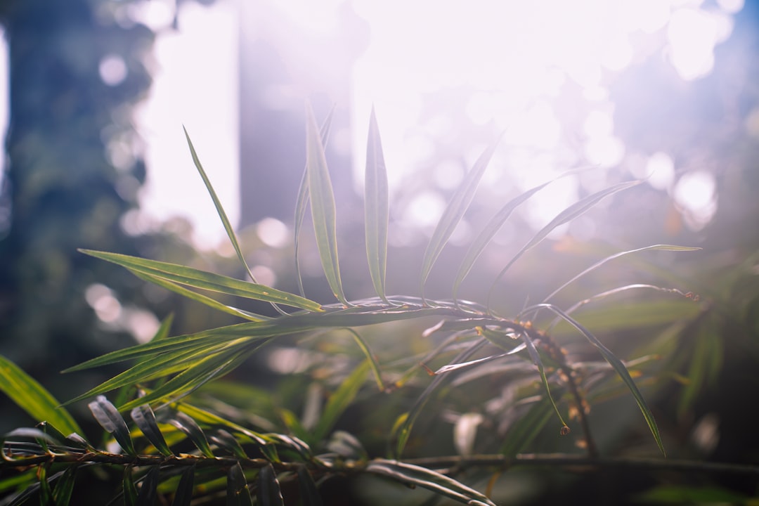 green-leafed plant