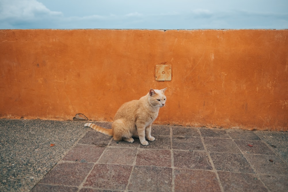 orange tabby cat on floor near wall