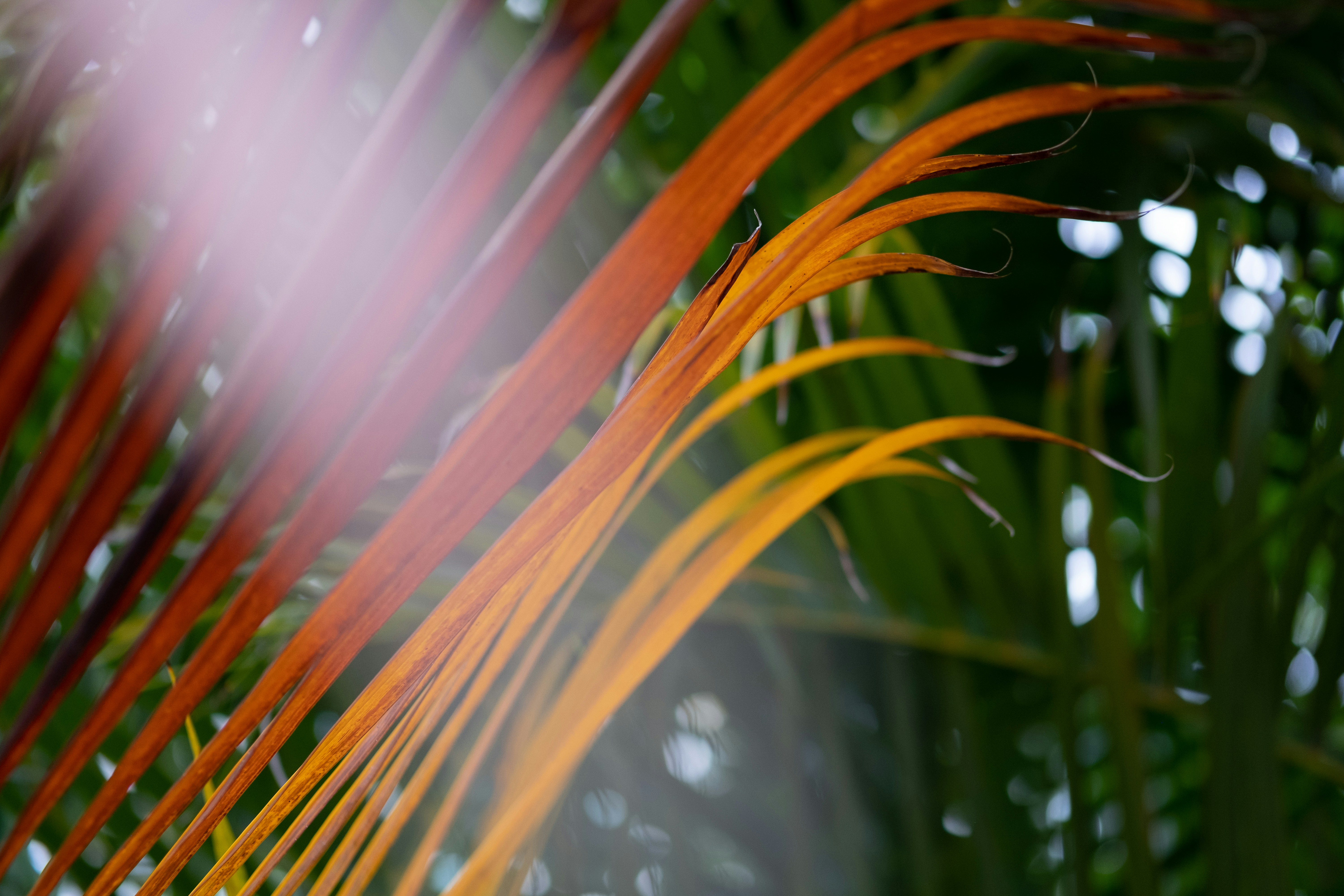 red, orange, and green leaves, 