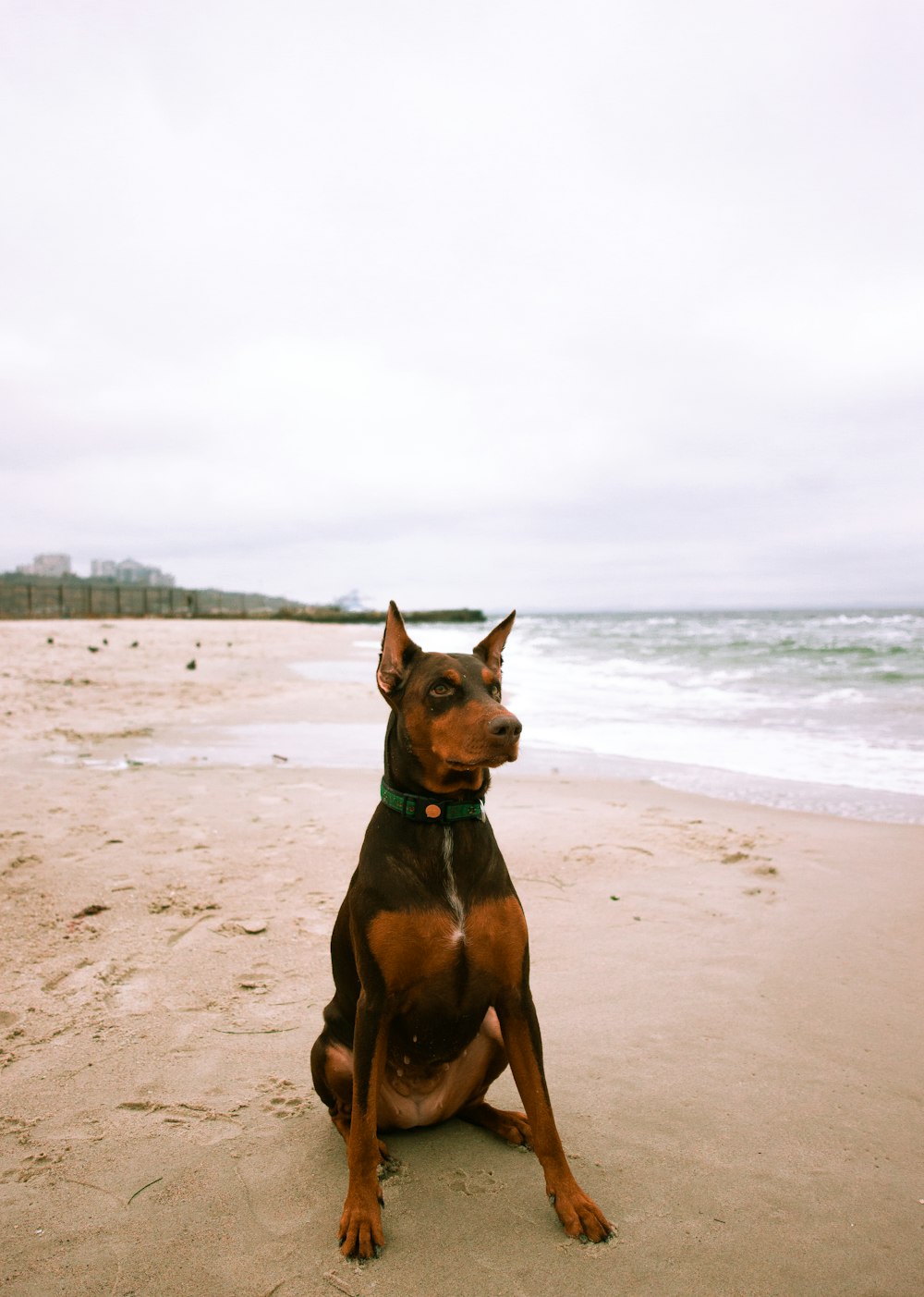 black and brown Doberman dog sitting on shore