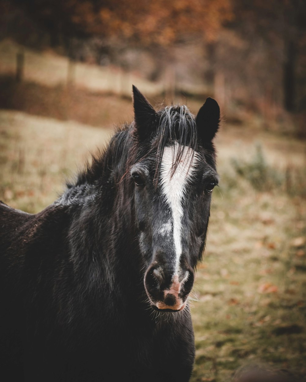 selective focus photography of black and white horse during daytime