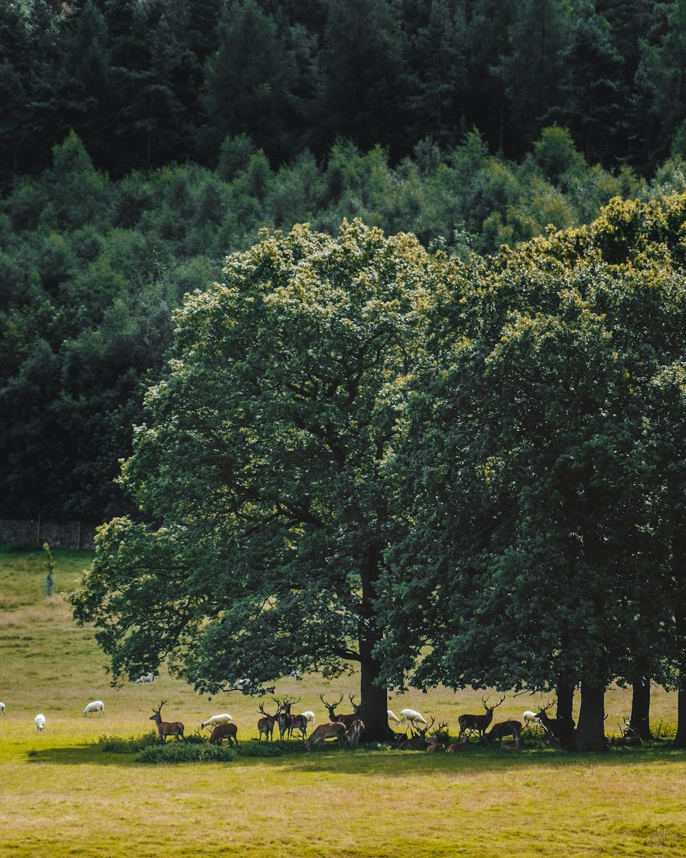 group of animals standing under green trees