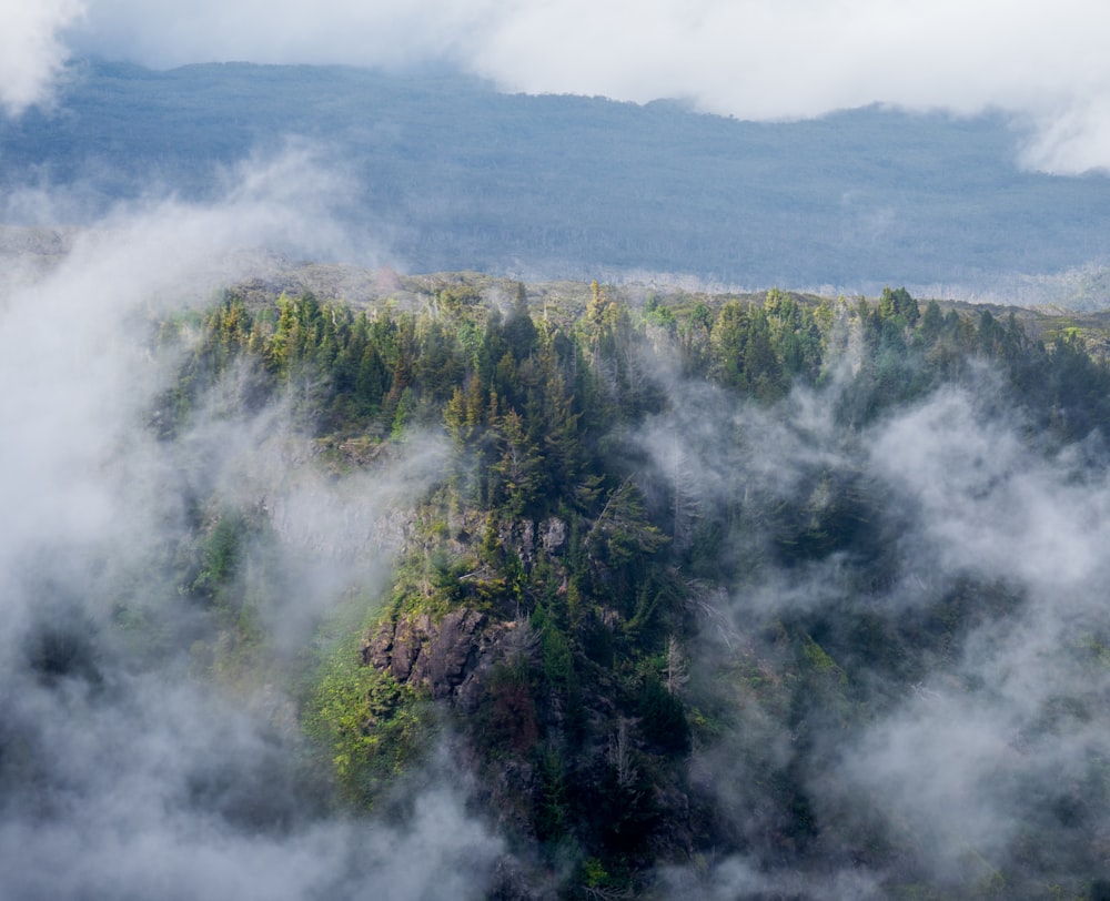 foggy mountain trees