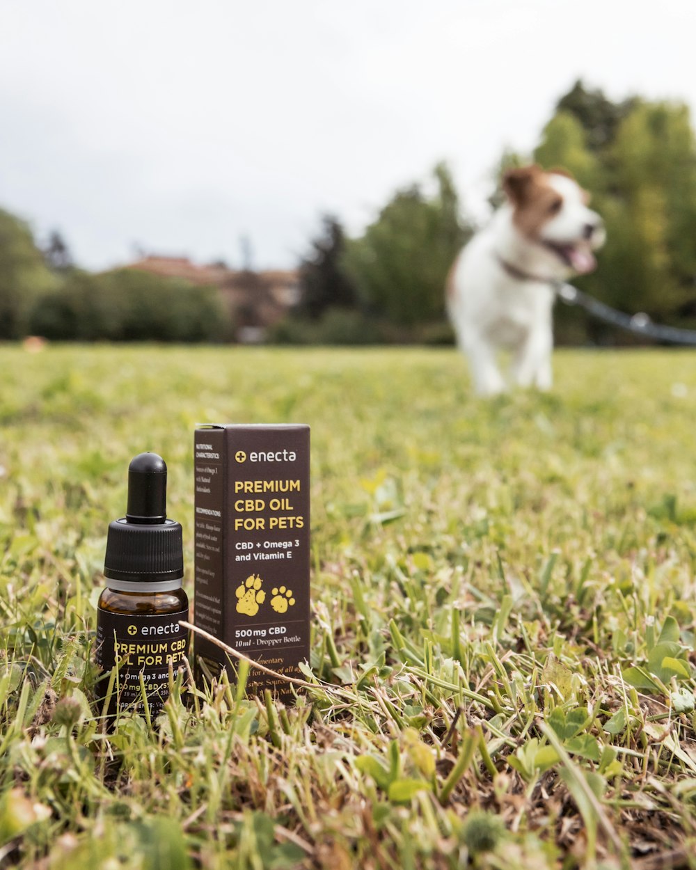 white and brown coated dog walking on grass field