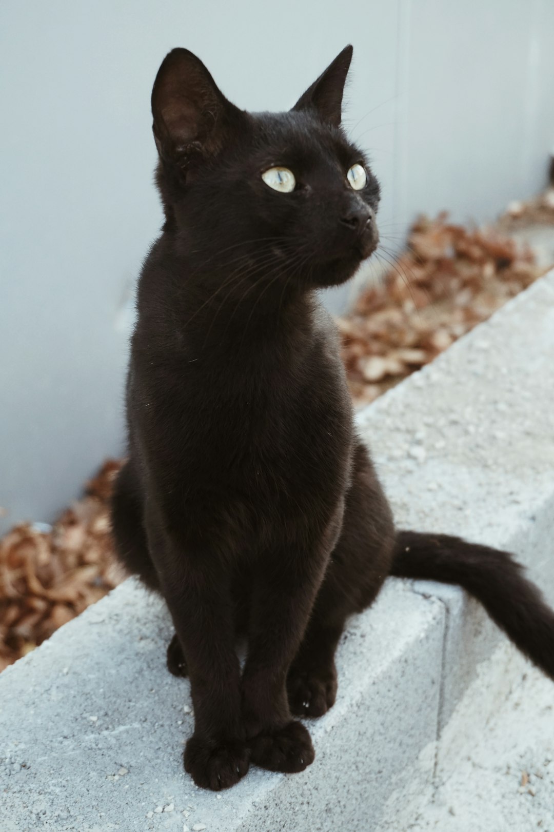 black cat on pavement