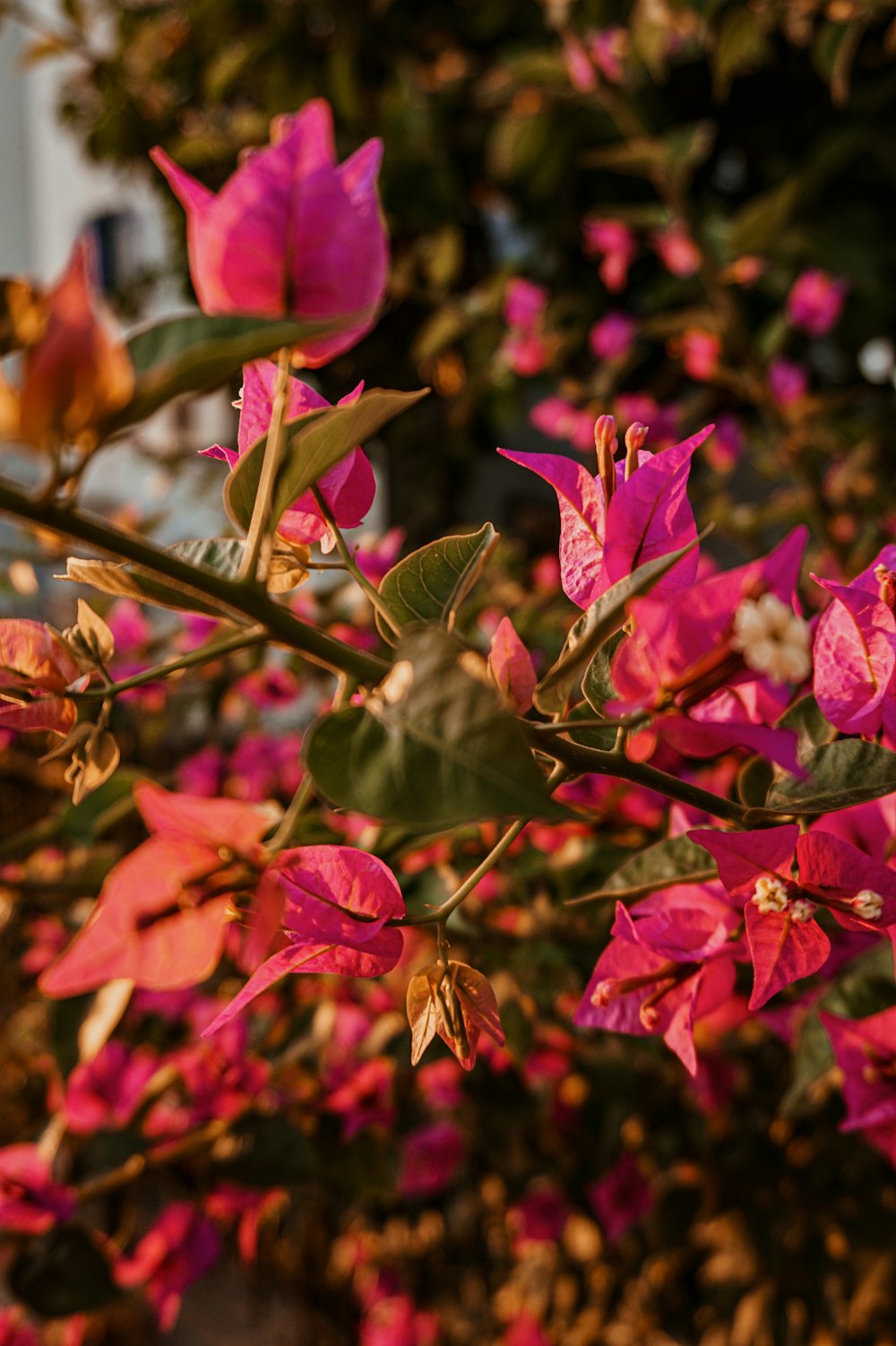 pink petaled flower plant