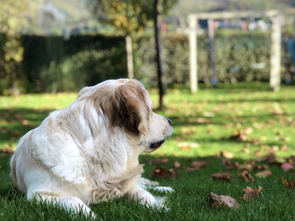 photo of white and brown coated dog on grass field