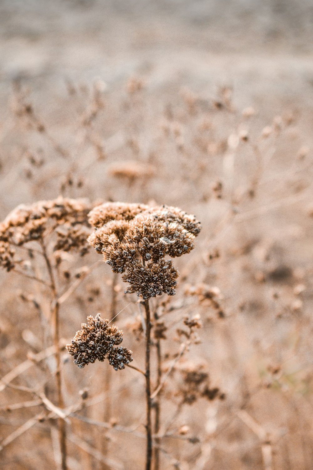 field of withered flowers