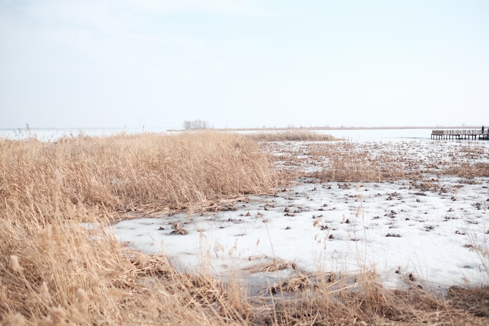 grasses beside water stream