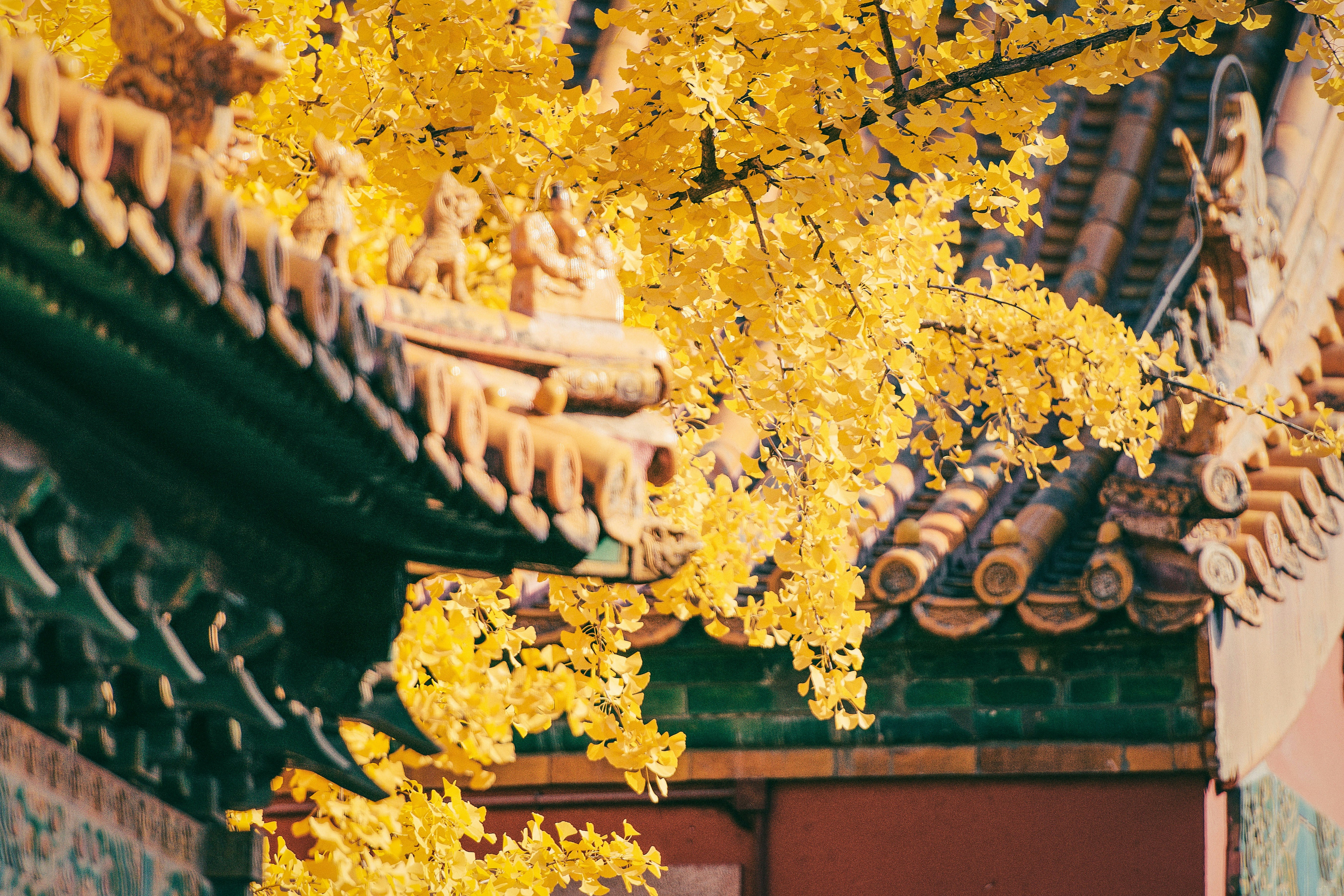 photo of yellow trees