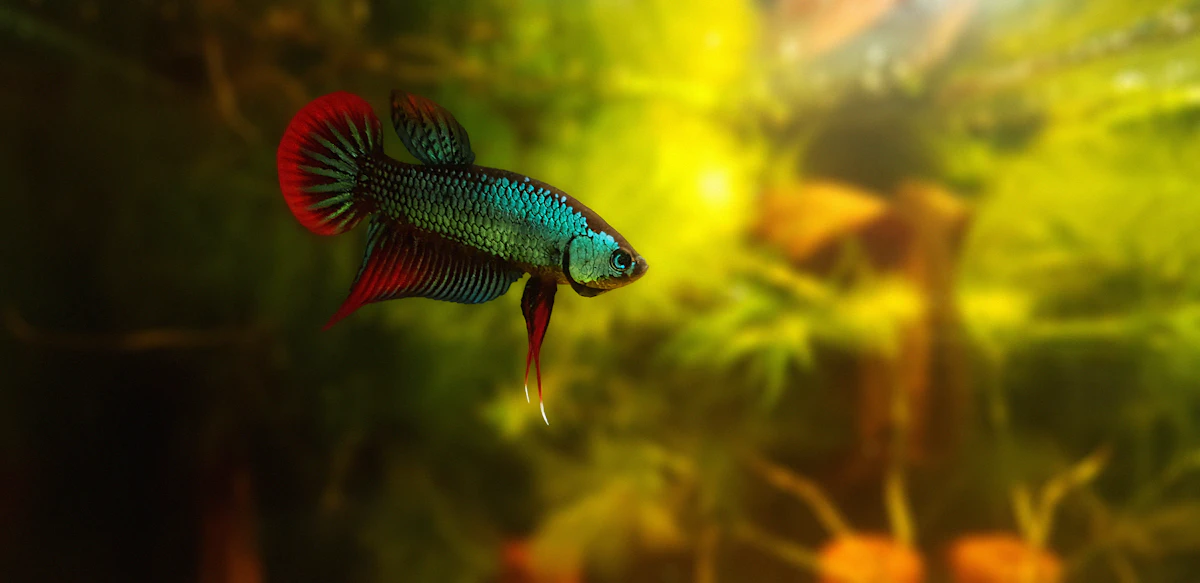 Pez Betta de color verde y rojo