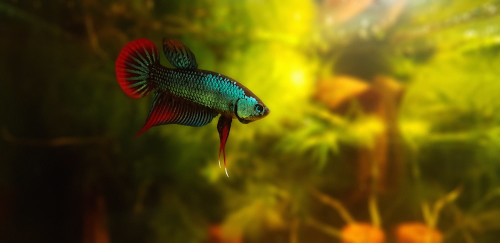 Pez betta verde y rojo