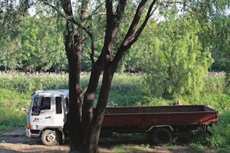 A white flatbed truck is partially obscured by the trunk and branches of a large tree in a lush, green, outdoor setting. Surrounding the vehicle and tree is dense vegetation, including tall grass and various trees in the background, indicating a wooded or rural area.