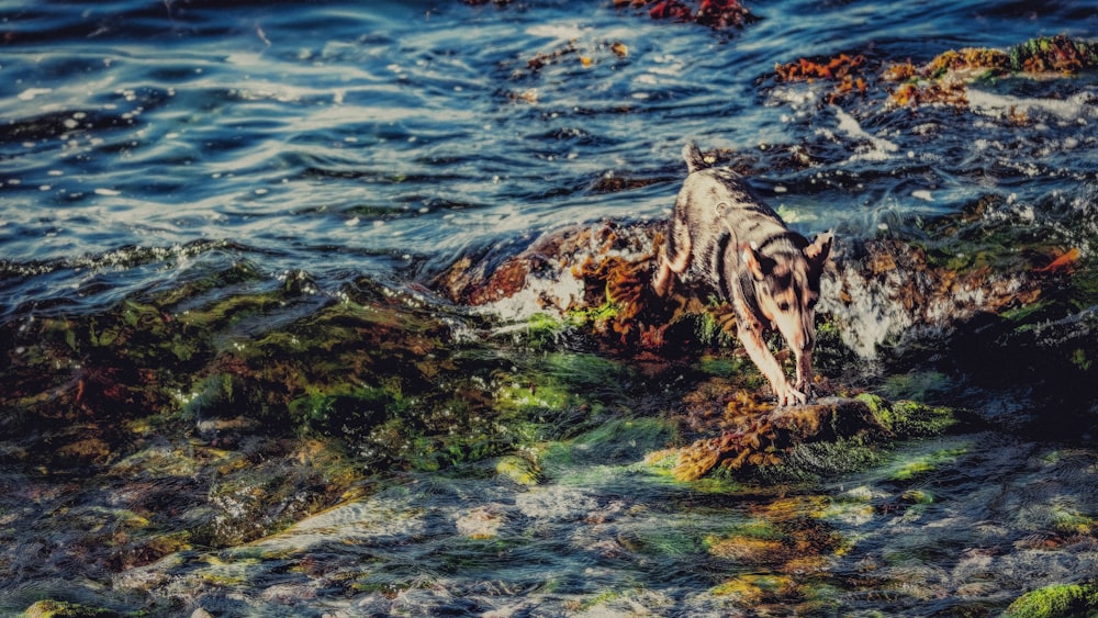 perro paseando sobre rocas