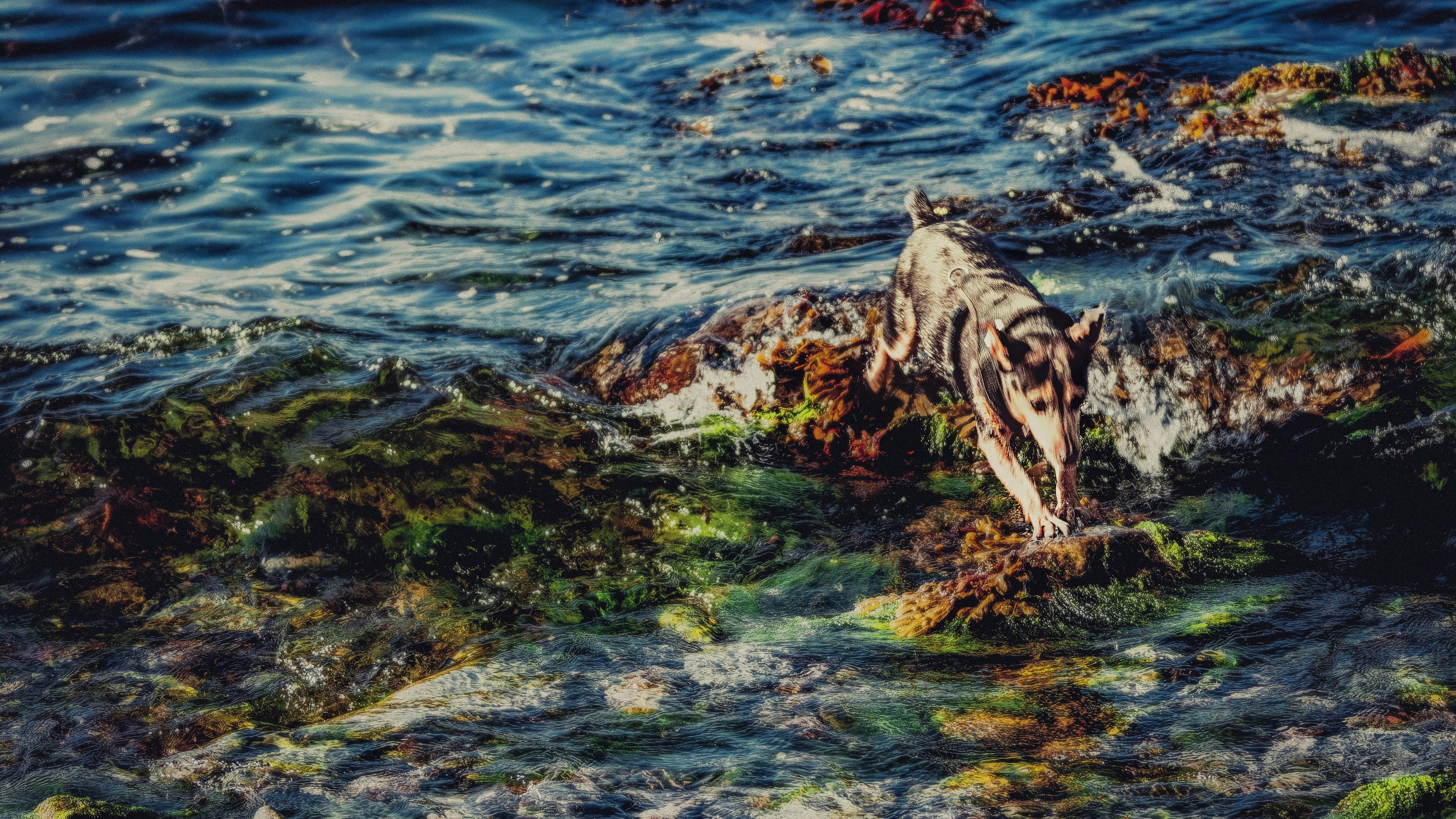 The Heidi Monster tries to jump from rock to rock to avoid the cold Belfast Lough.