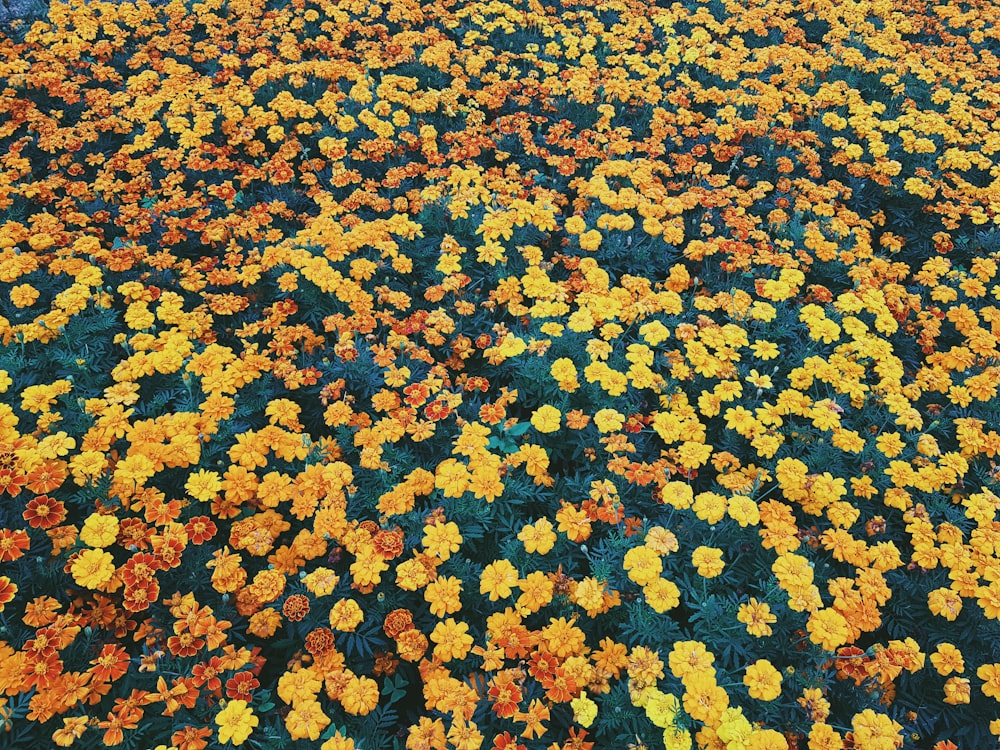 orange and yellow flower field