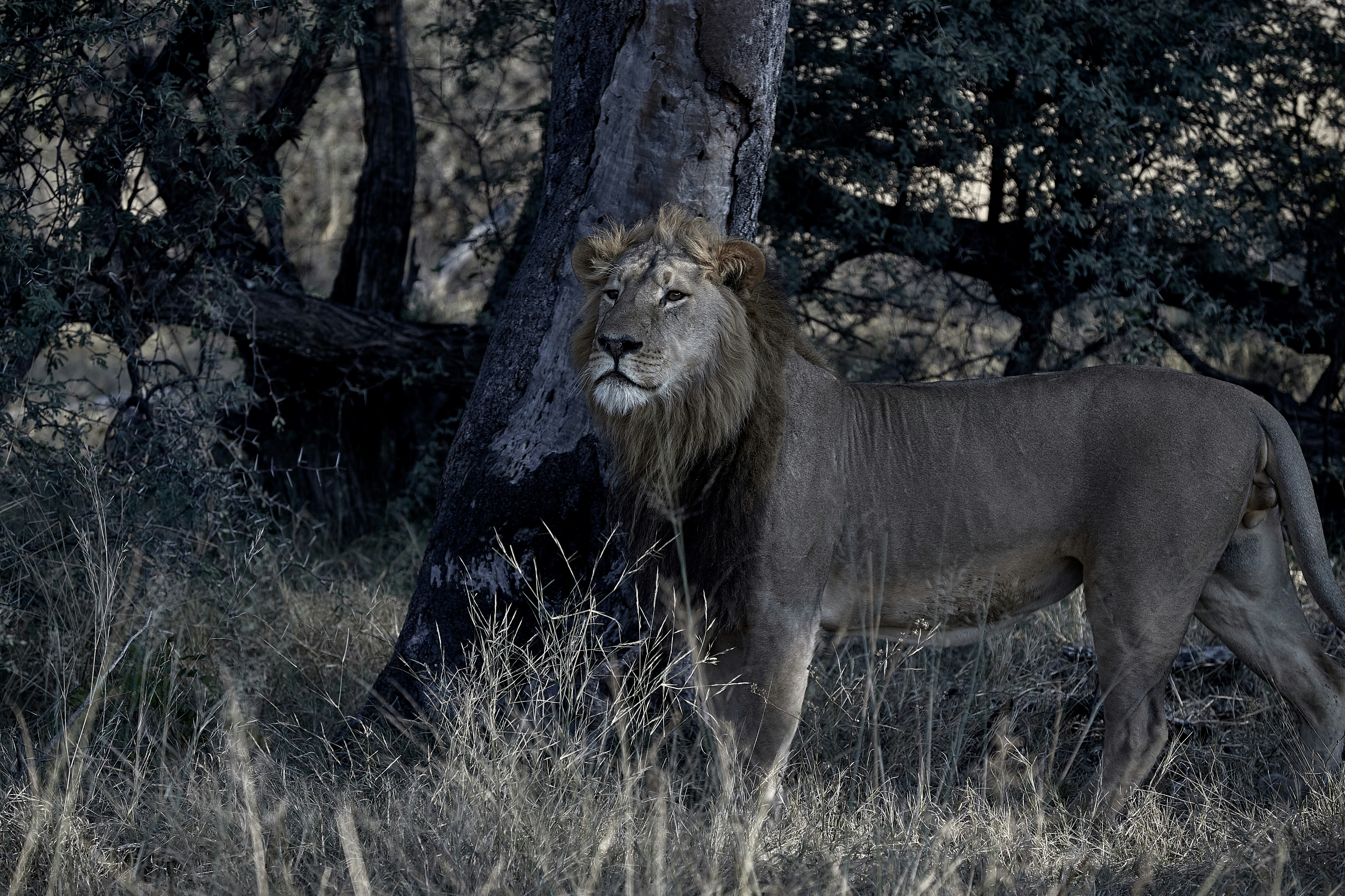 Zimbabwe: Lion Encounters in Hwange National Park (image credits: unsplash)