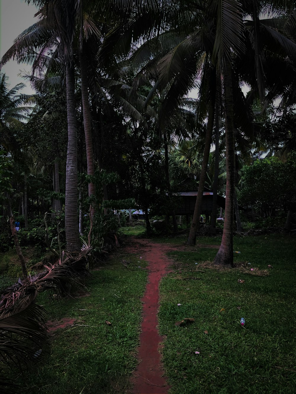 a pathway between two palm trees in a tropical setting