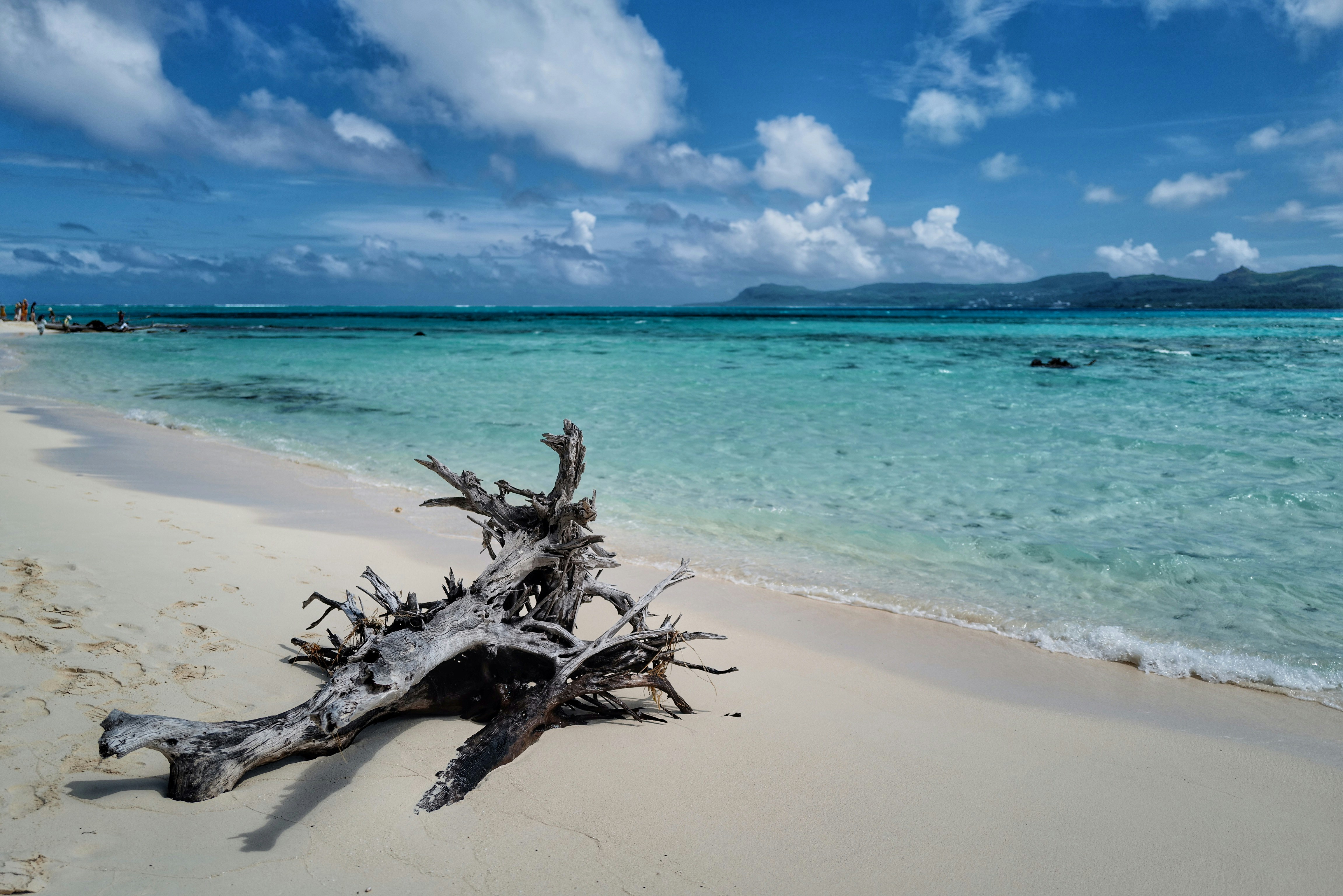 Driftwood on shore under blue cloudy sky photo Free Blue Image on