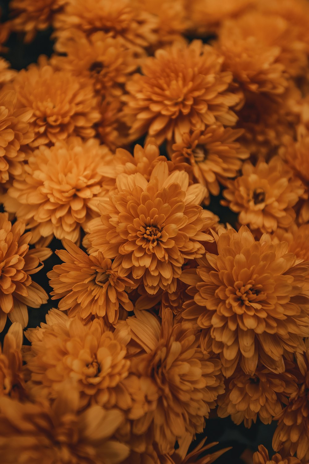 orange-petaled flowers