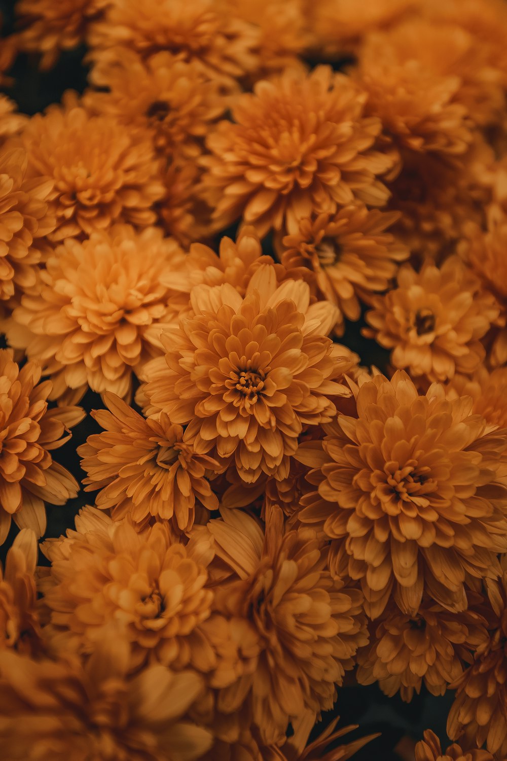 주황색 꽃잎 꽃