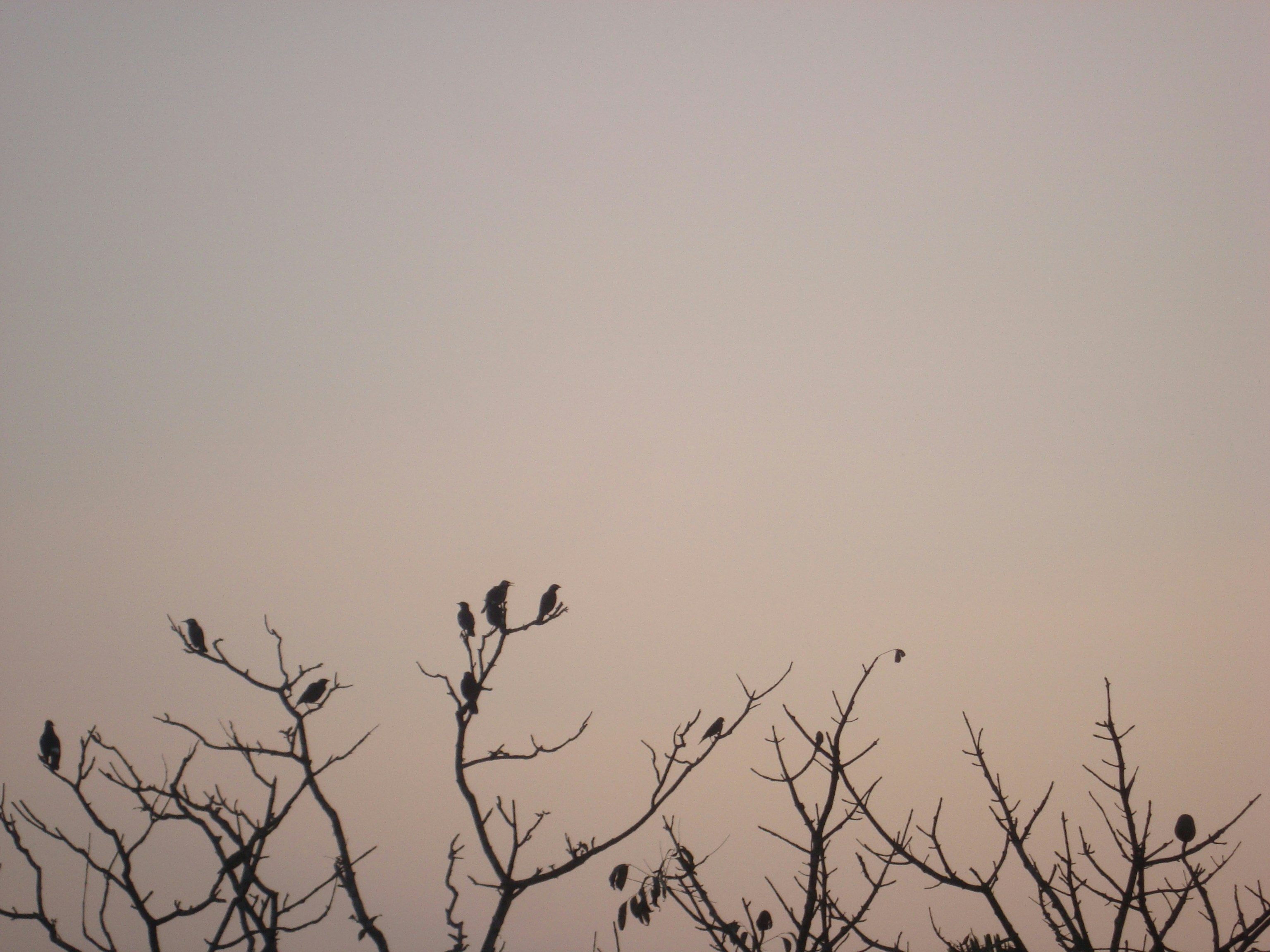 Photo by jubaer_ahmed