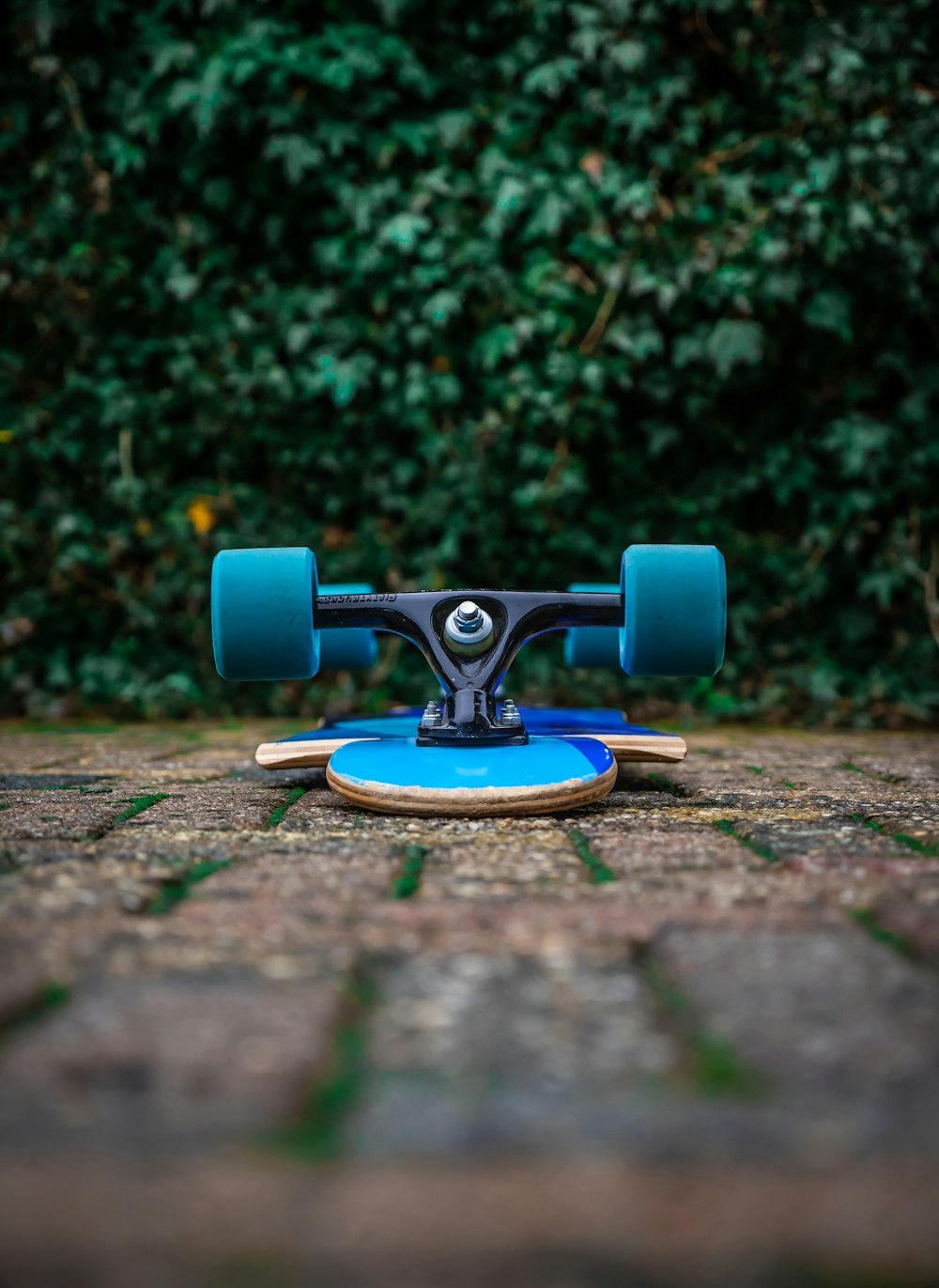 blue skateboard near green plants